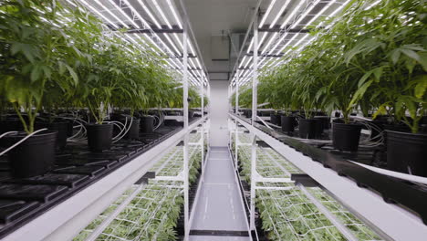 Tracking-in-of-Cannabis-plantition-in-controlled-conditions-in-a-large-greenhouse