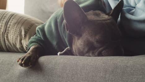 Close-up-view-of-bulldog-with-sweatshirt-sleeping-on-the-sofa-with-his-owner-in-the-living-room