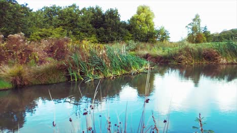 Teich-Mit-Vegetation