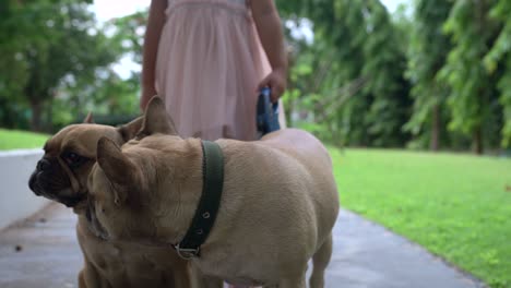 small girl holding leash of frech bulldog at park walking path in summer.