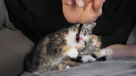 slow motion shot of a kitten playing with human hand