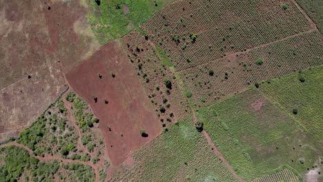 holiday covid 2020 family travel to kenya africa rural village of loitokitok green bio eco friendly smart agriculture on deforested field on climate change effects in kenya