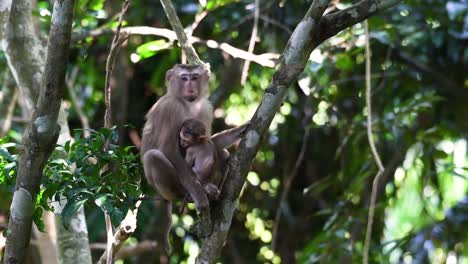 El-Macaco-De-Cola-De-Cerdo-Del-Norte-Es-Un-Primate-Que-Se-Encuentra-Comúnmente-En-El-Parque-Nacional-De-Khao-Yai,-Aunque-Es-Una-Especie-Vulnerable.