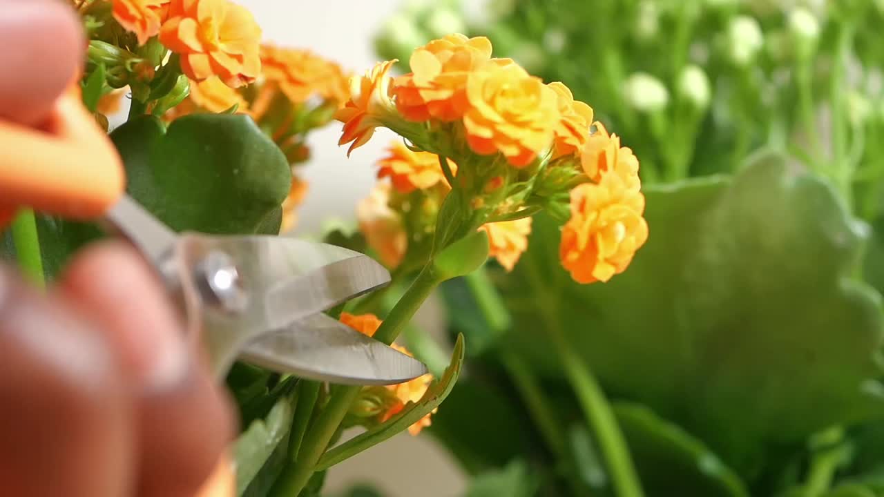 Cutting orange kalanchoe flowers