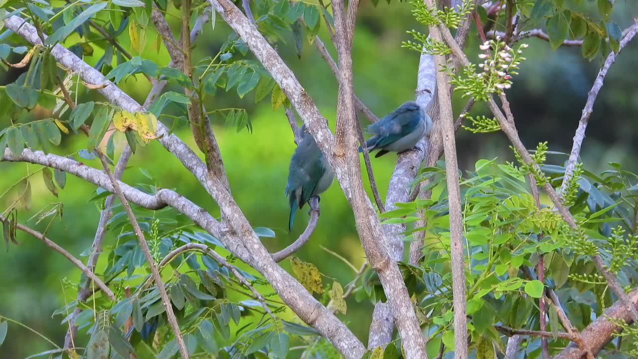 un par de tanagers grises azules que se arreglan en un día de viento