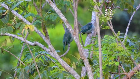 Par-De-Tangaras-Gris-Azul-Acicalándose-En-Un-Día-Soplado