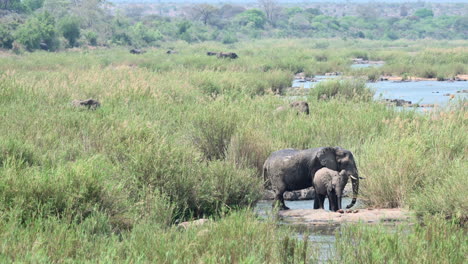 Afrikanisches-Elefantenweibchen-Mit-Kalb-Steht-Auf-Einer-Felsigen-Oberfläche-Und-Spritzt-Wasser-Zwischen-Schilf-Am-Crocodile-River