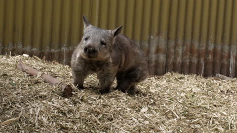 Wombat-De-Nariz-Peluda-Del-Sur-Mira-Curiosamente-A-La-Cámara