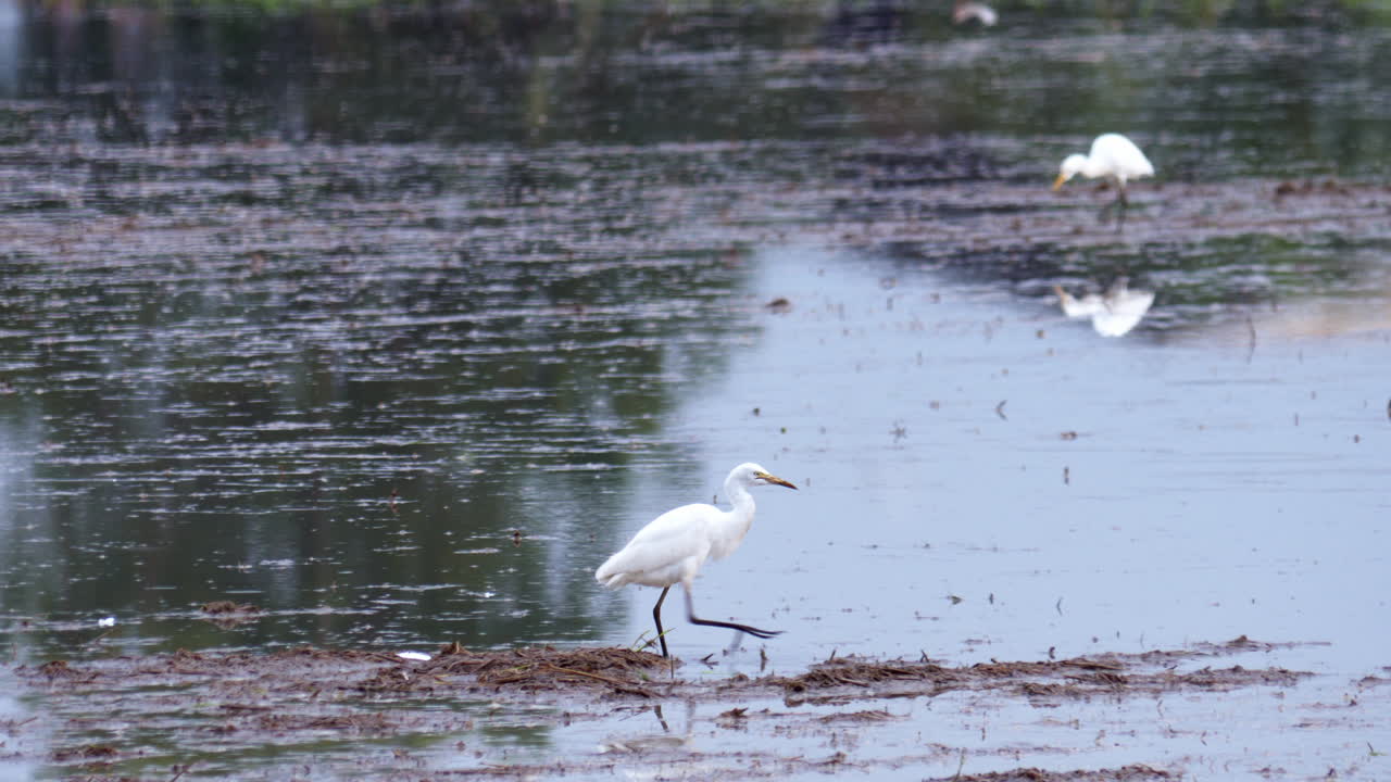 작은 독수리 (egretta garzetta) - 태국