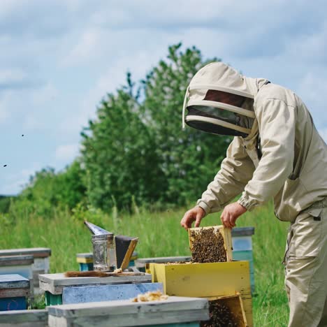 apiculturist on bee farm. beekeeper in protective suit takes out honeycomb with bees in apiary