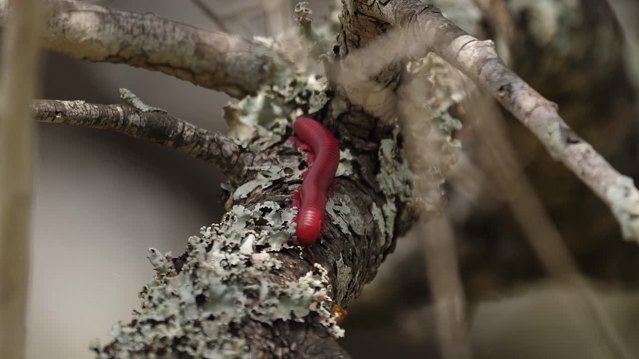 cerrar macro: milpiés rojo brillante se arrastra en la rama de un árbol africano soleado