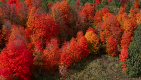 cinematic drone aerial stunning fall warm colorful colors pop red orange yellow green thick aspen tree groove forest grand targhee pass idaho grand tetons national park landscape slide right motion