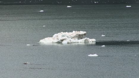 Gran-Trozo-De-Hielo-Flotando-En-Las-Aguas-De-La-Bahía-Del-Parque-Nacional-Glaciar-Bay,-Alaska