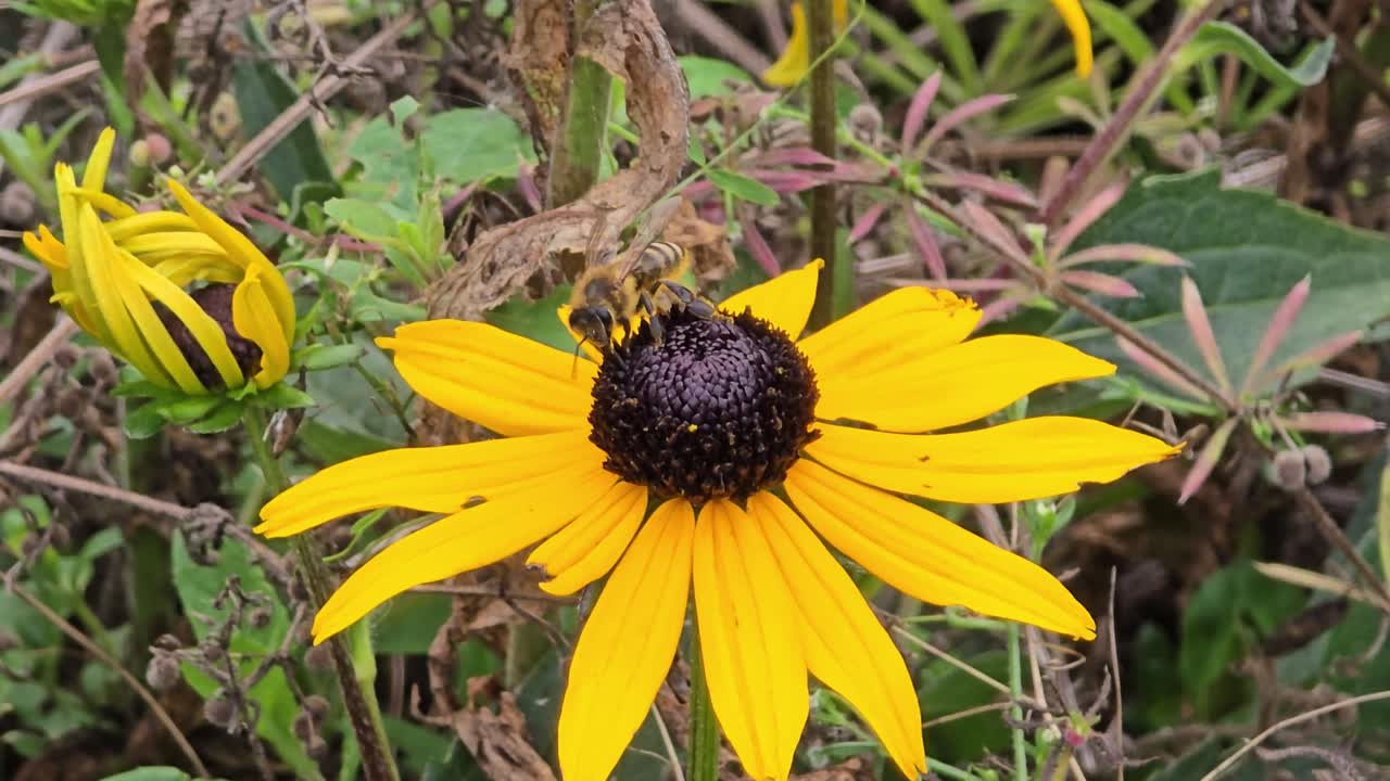 Cloe-up Bee on yellow Black-eyed Susan (Rudbeckia hirta) flower macro nature shot