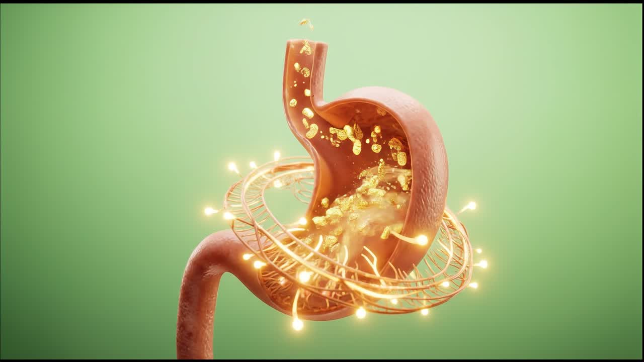 Human stomach organ showing internal digestive process with glowing particles representing gastric activity