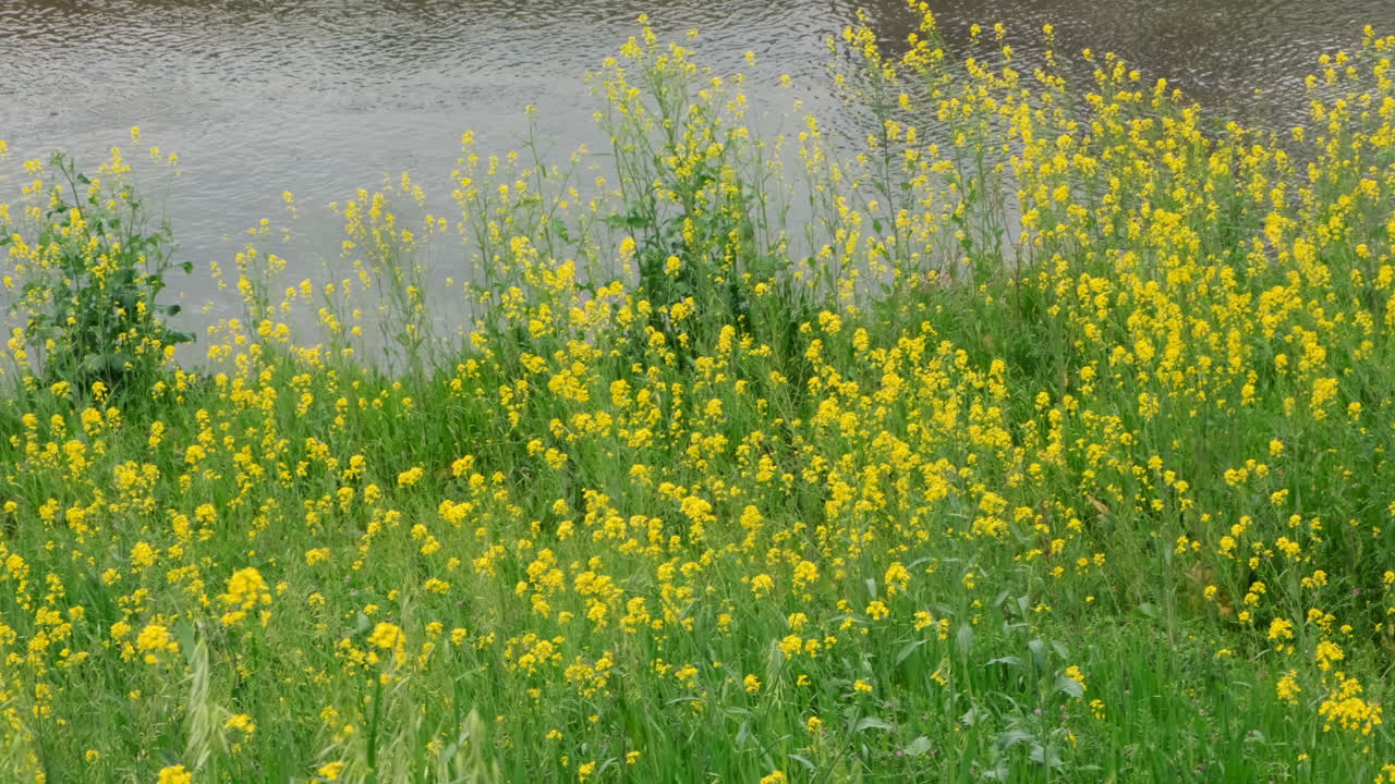 Rapeseed field on the river shore.