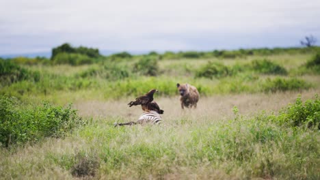 Vulture-chased-away-by-a-hyena-in-a-grassy-savanna-during-the-day,-action-packed-and-dramatic-scene