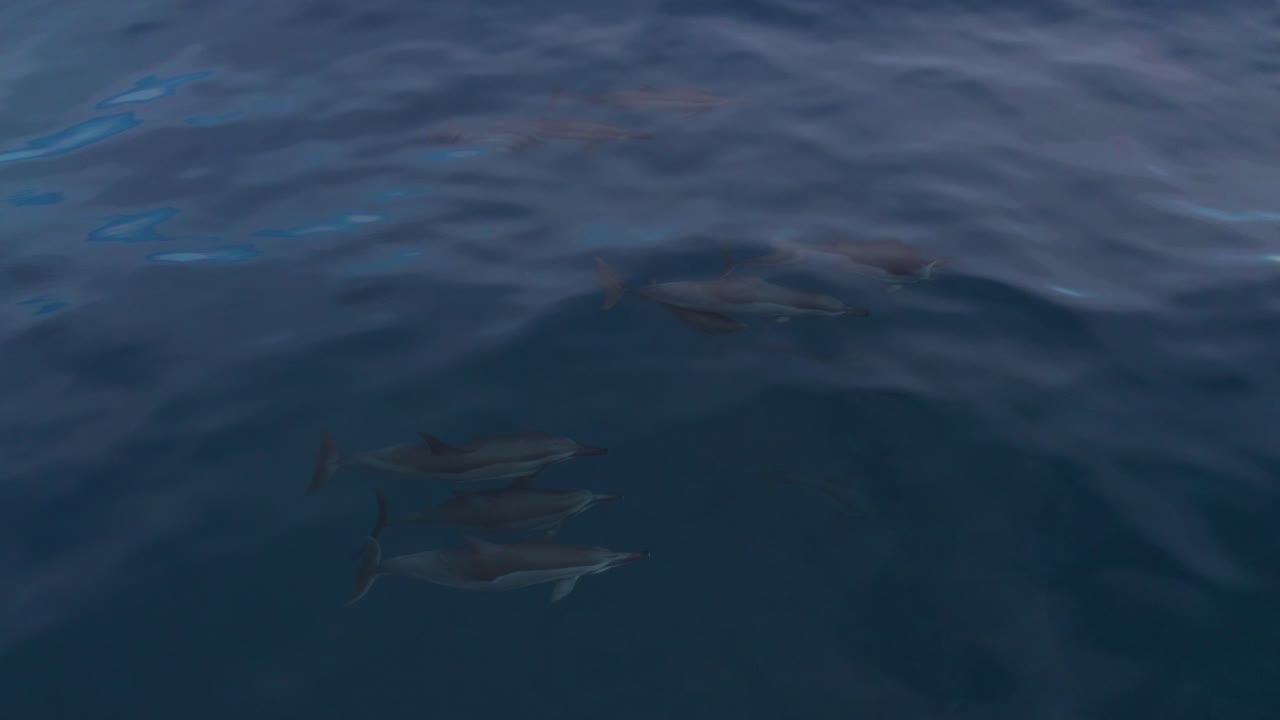 семья дельфинов-спиннеров плавает в океане, вид сверху