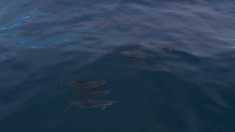 familia de delfines spinner nadando en el océano, vista desde arriba