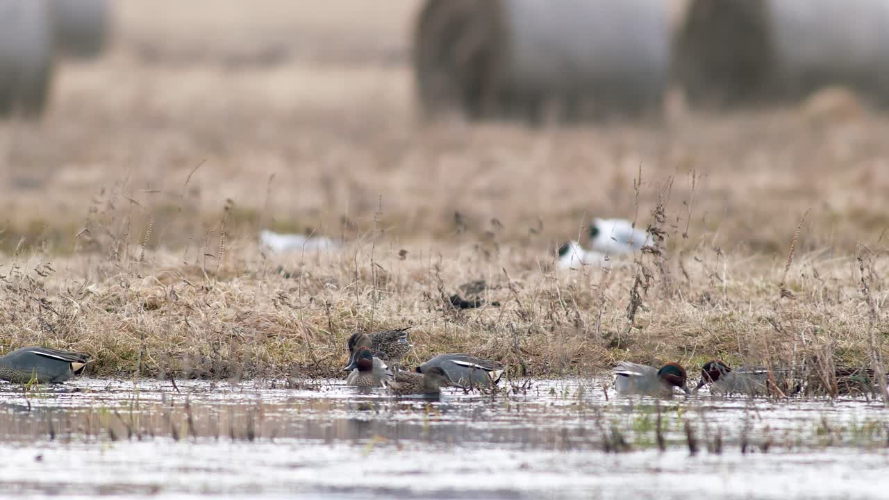 Eurasian wigeon flock swimming in flooded meadow during spring migration
