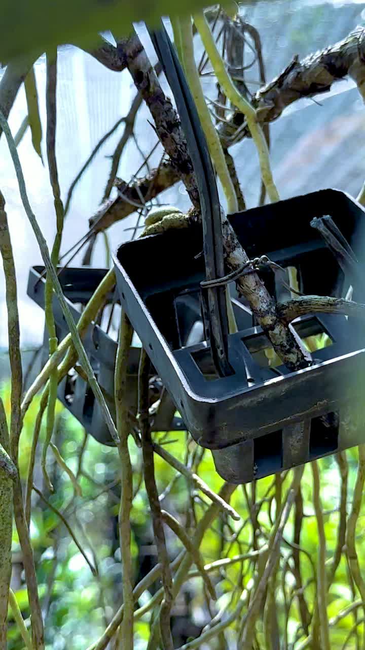 orquídeas colgantes en un entorno de invernadero exuberante