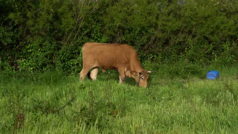 Ganado-Comiendo-Hierba-Contra-La-Vegetación-Verde,-Murtosa,-Portugal