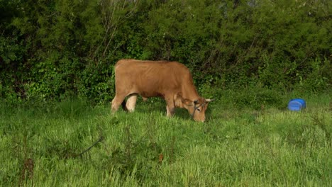 ganado comiendo hierba contra la vegetación verde, murtosa, portugal