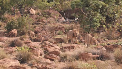 Orgullo-De-Tres-Leones-Merodeando-Ladera-Rocosa-En-La-Sabana-Africana