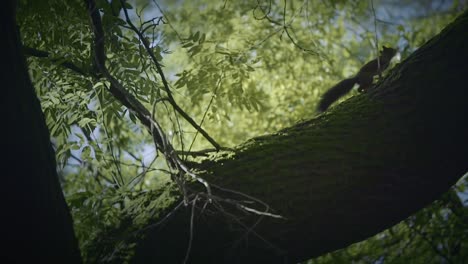 slow motion squirrel creeps on tree - wild rodents animals