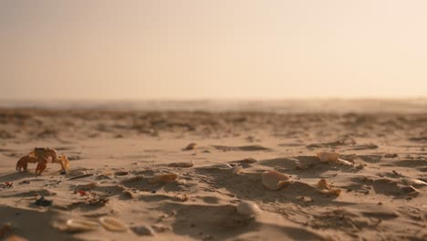 Cangrejo-Crustáceo-Del-Océano-Caminando-De-Lado-En-La-Playa-De-Arena-A-Través-De-Conchas-Al-Atardecer