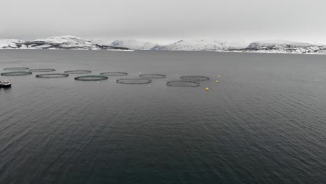 norwegian fish farm with round cages for salmon growing in fjord  during winter - aerial drone shot