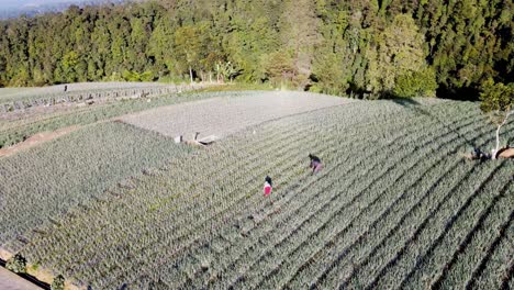 escena agrícola de los indonesios cosechando cebolla