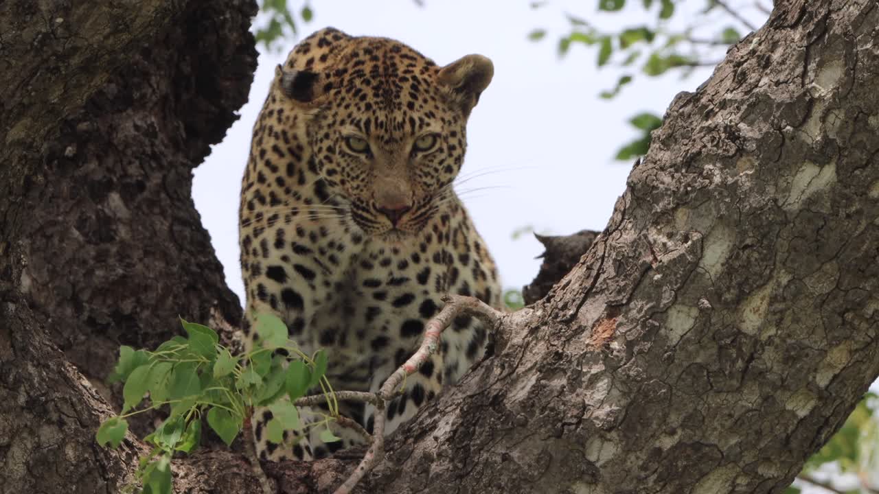 un leopardo enojado mira hacia abajo desde un árbol mientras come su presa