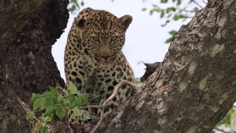 Un-Leopardo-Enojado-Mira-Hacia-Abajo-Desde-Un-árbol-Mientras-Come-Su-Presa