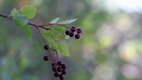 Dark-chokecherries-isolated-on-tree-branch-before-defocused-background