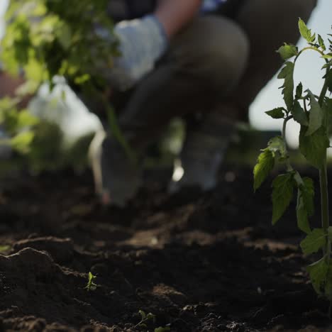 Un-Agricultor-Planta-Una-Plántula-De-Tomate-En-Un-Lecho-De-Hortalizas-2