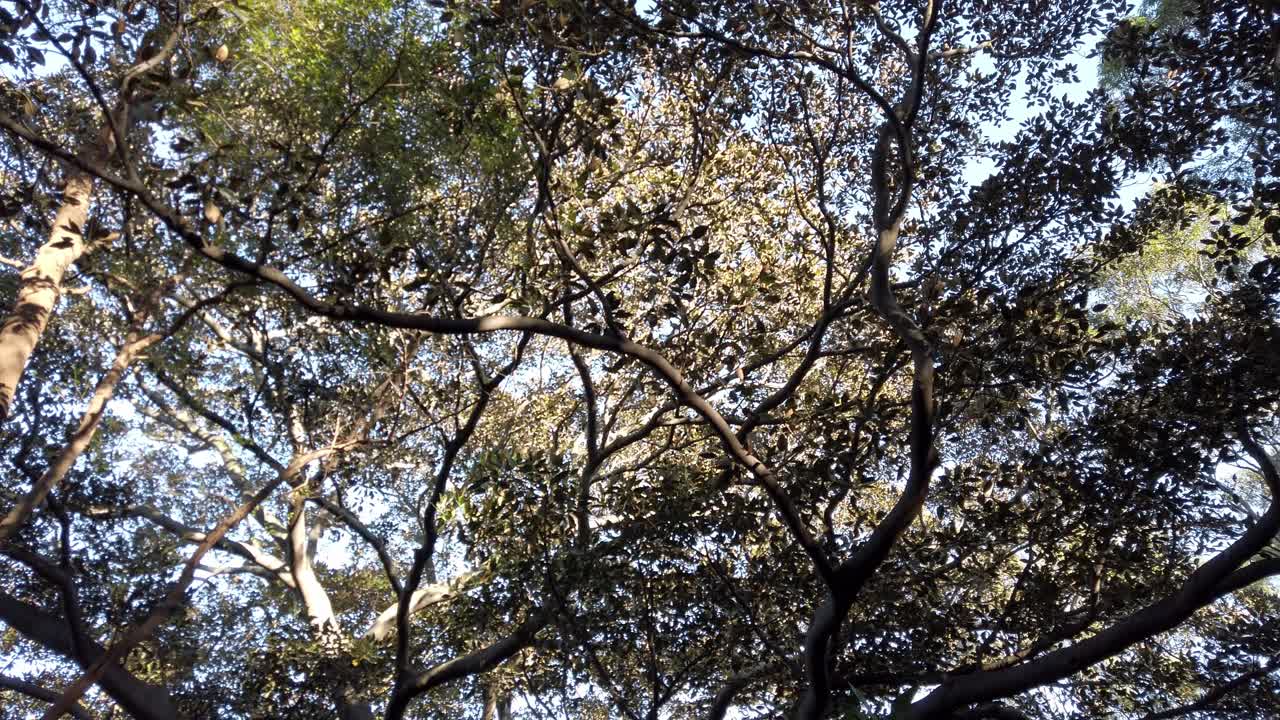 luz del sol a través de árboles densos en el bosque durante el verano