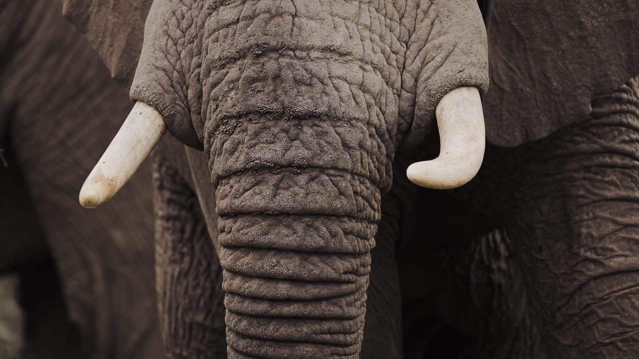 tronco de elefante africano de cerca detalle extremo en el parque nacional del serengeti en tanzania en áfrica, elefantes en safari de vida silvestre africano animales de juego, mostrando arrugas