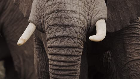 african elephant trunk close up extreme detail in serengeti national park in tanzania in africa, elephants on african wildlife safari animals game drive, showing wrinkles