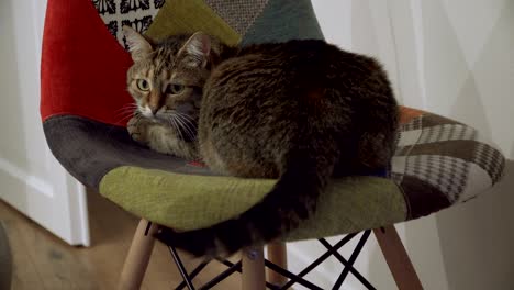 silla. el gato se sienta en una silla