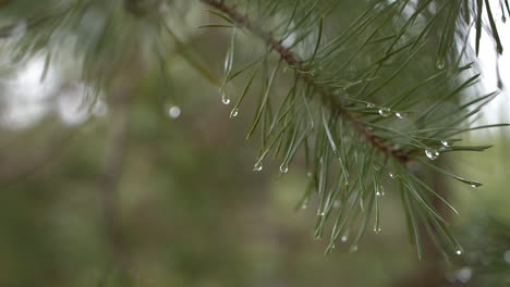 Cerca-De-La-Rama-De-Agujas-De-Pino-Ondeando-Con-Gotas-De-Lluvia,-Cámara-Lenta-Helsinki-Finlandia