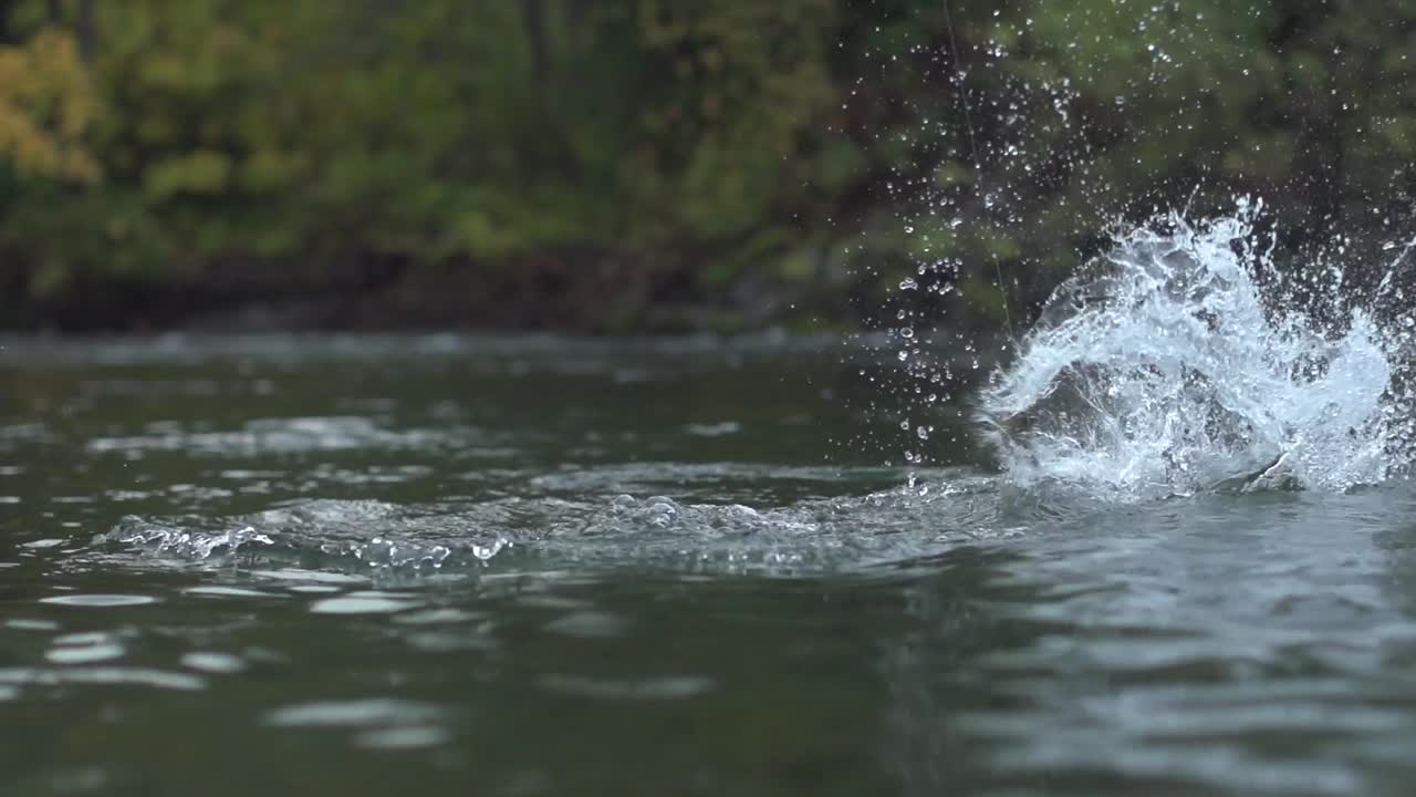 Slow Motion footage of fly fishing for west coast chum salmon. Pristine clear river fishing in the mountains with huge salmon on the fly. Chum salmon fly fishing in British Columbia Canada.