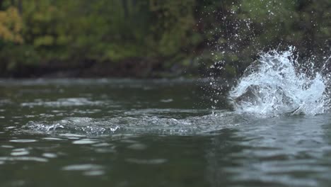 slow motion footage of fly fishing for west coast chum salmon. pristine clear river fishing in the mountains with huge salmon on the fly. chum salmon fly fishing in british columbia canada.