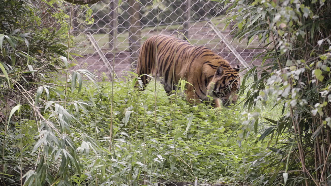Majestic tiger walking in zoo jungle, follow view