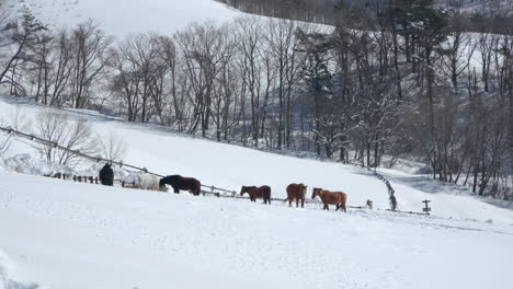 herd of horses in a pasture in winter snow capped daegwallyeong sky ranch, south korea - high angle