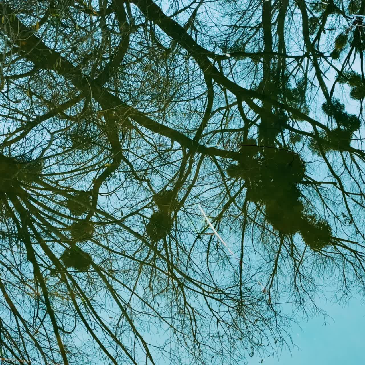 Big bare tree with mistletoe balls on branches reflecting in the calm water of river. Blue skies mirroring in the water surface