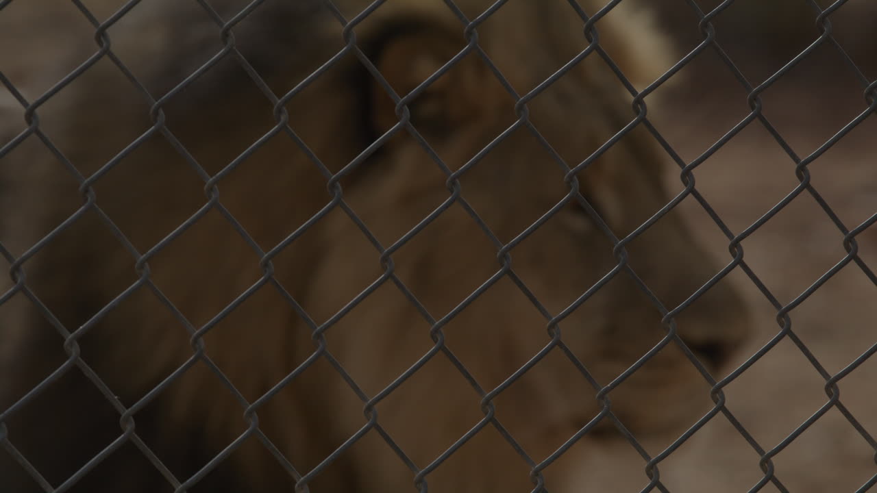 Majestic lion stuck in a cage