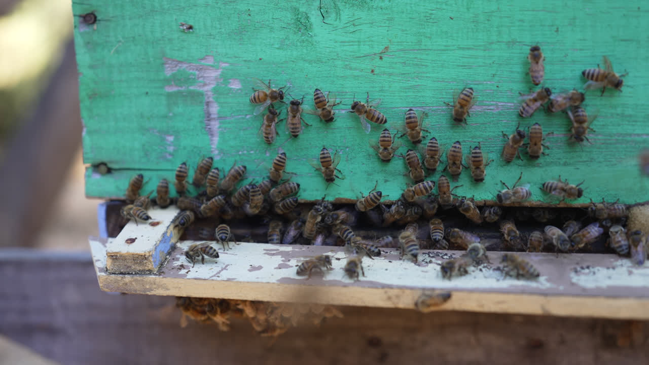 медоносные пчелы роятся вокруг входа в красочный деревянный улей в килпуэ (чили) в солнечный день
