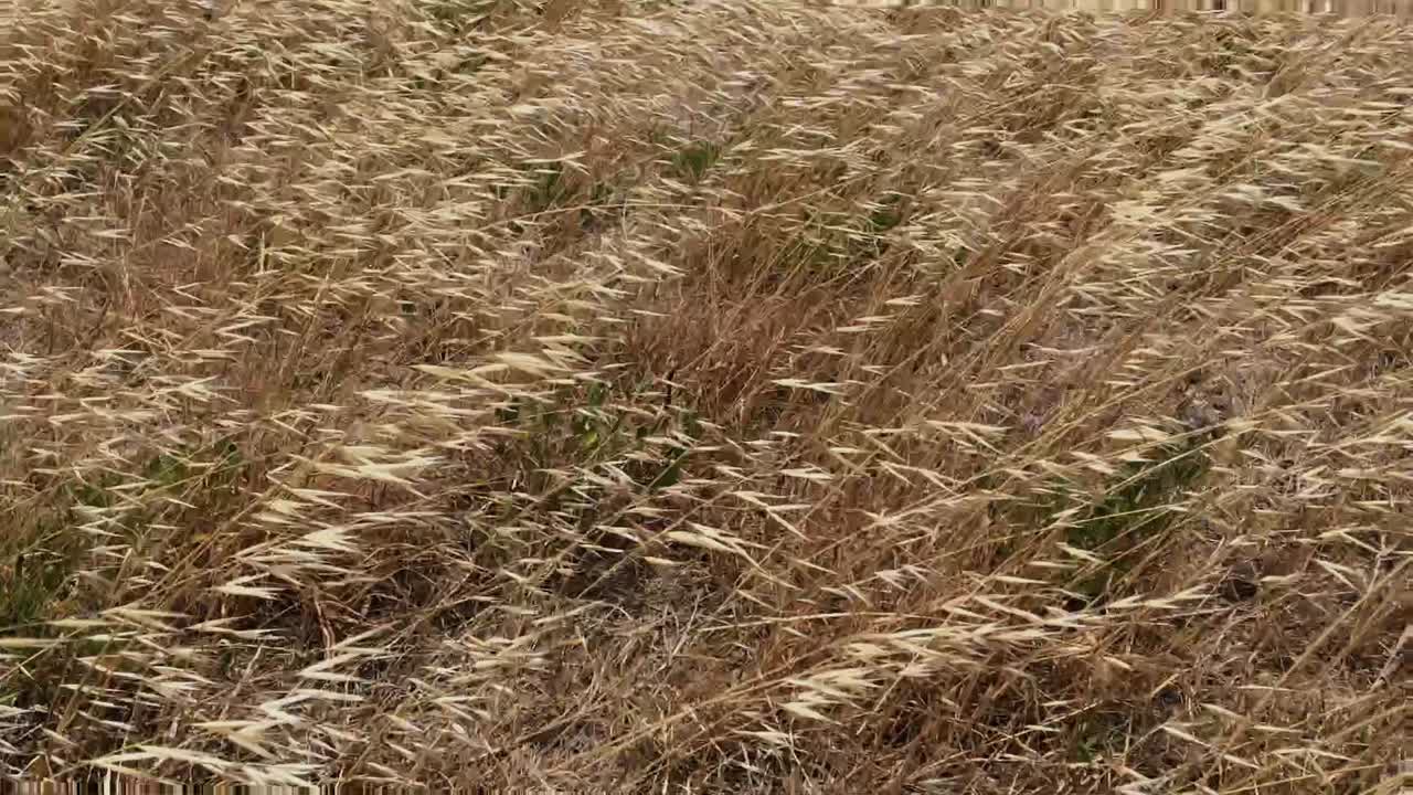 황금 야생 마른 잔디 곡물 식물 - 강한 바람에 야생 부는 야생 귀리