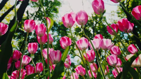 Grandes-Tulipanes-Rosas-Con-Un-Núcleo-Amarillo-Crecen-Con-Un-Jardín-Verde-1